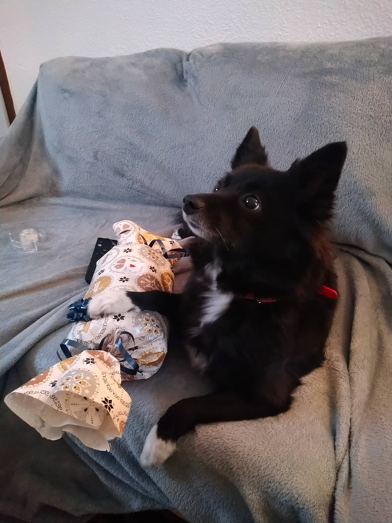 Maggy participe au concours pour gagner de l'argent avec cette photo : black_cat, canidae, carnivore, cat, dog, dog_breed, felidae, kitten, non_sporting_group, schipperke, small_to_medium_sized_cats