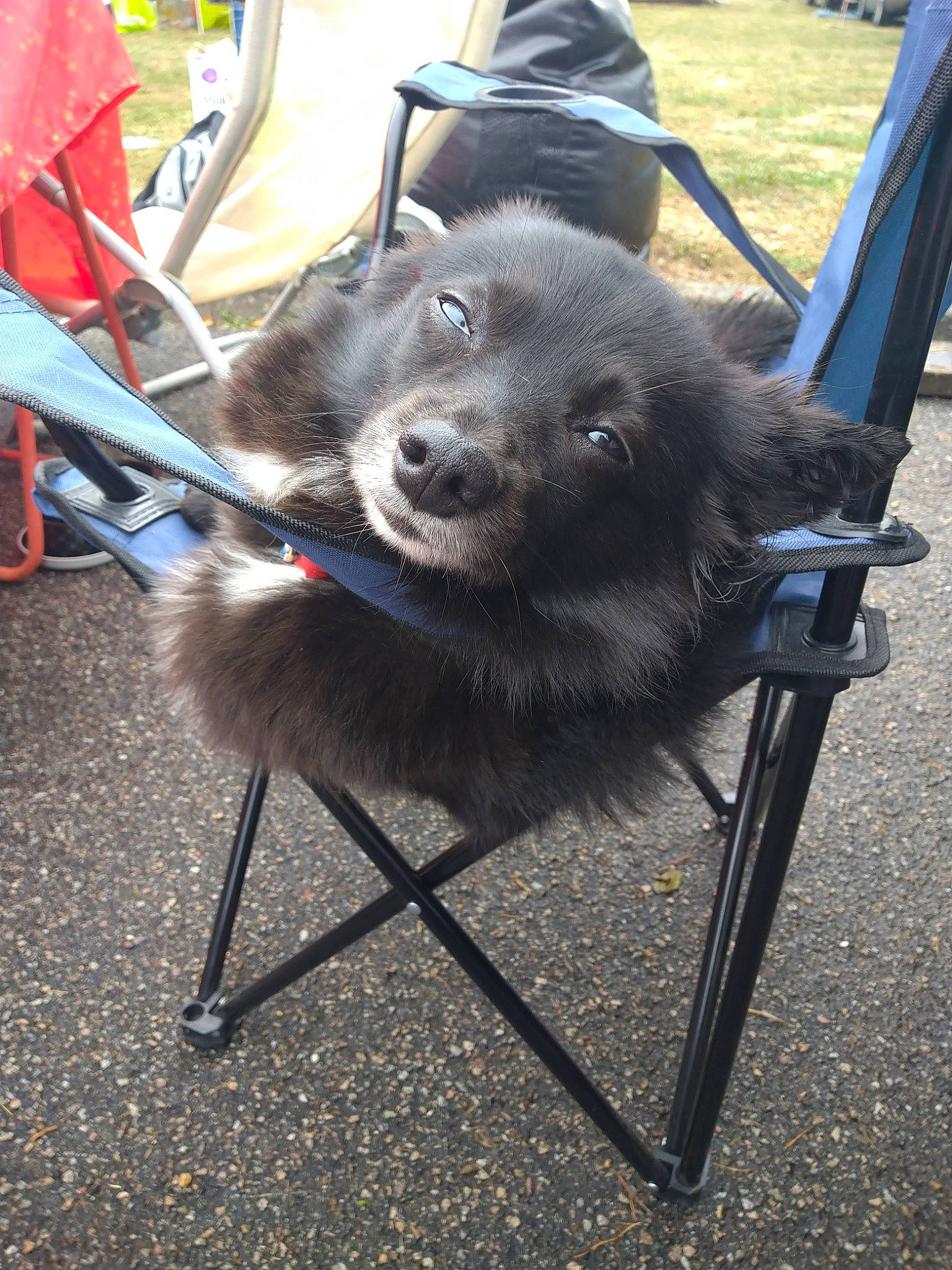 Maggy a rejoint le concours — aidez-le/la à gagner de superbes lots ! black_norwegian_elkhound, canidae, carnivore, companion_dog, dog, dog_breed, mammal, schipperke, sporting_group