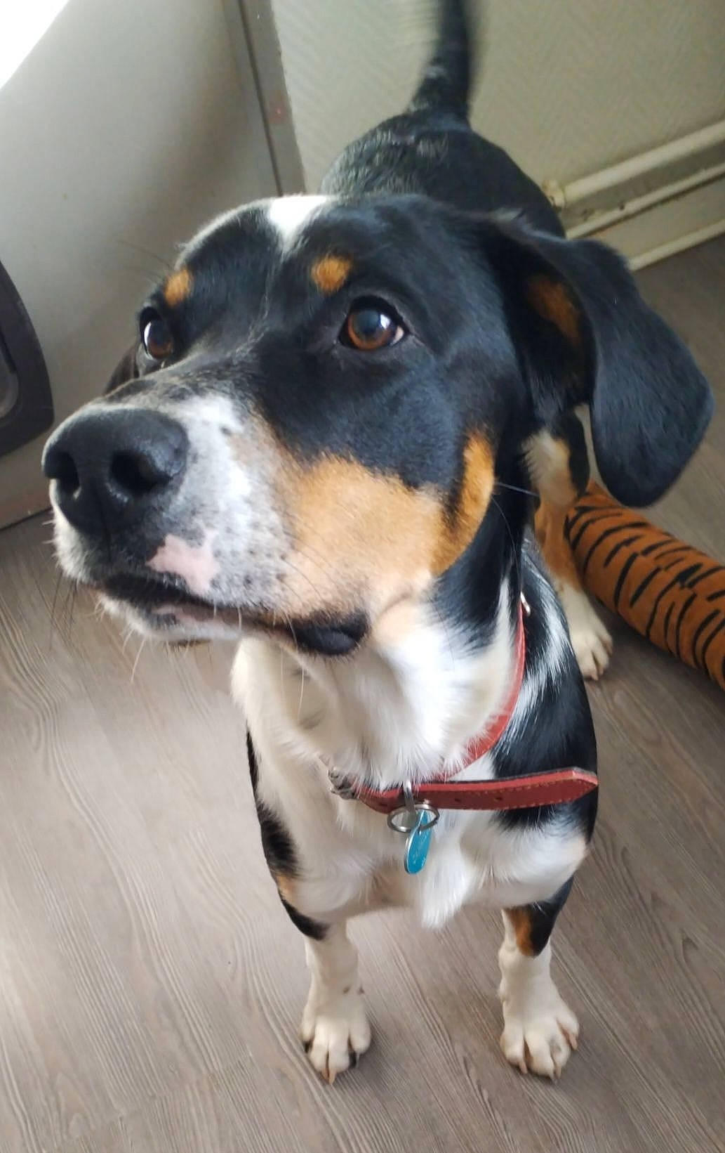 Canaille participe au concours pour gagner de l'argent avec cette photo : canidae, carnivore, collar, companion_dog, dog, dog_breed, dog_collar, dog_supply, electric_blue, fashion_accessory, fur, leash, snout, sporting_group, whiskers, working_animal, working_dog