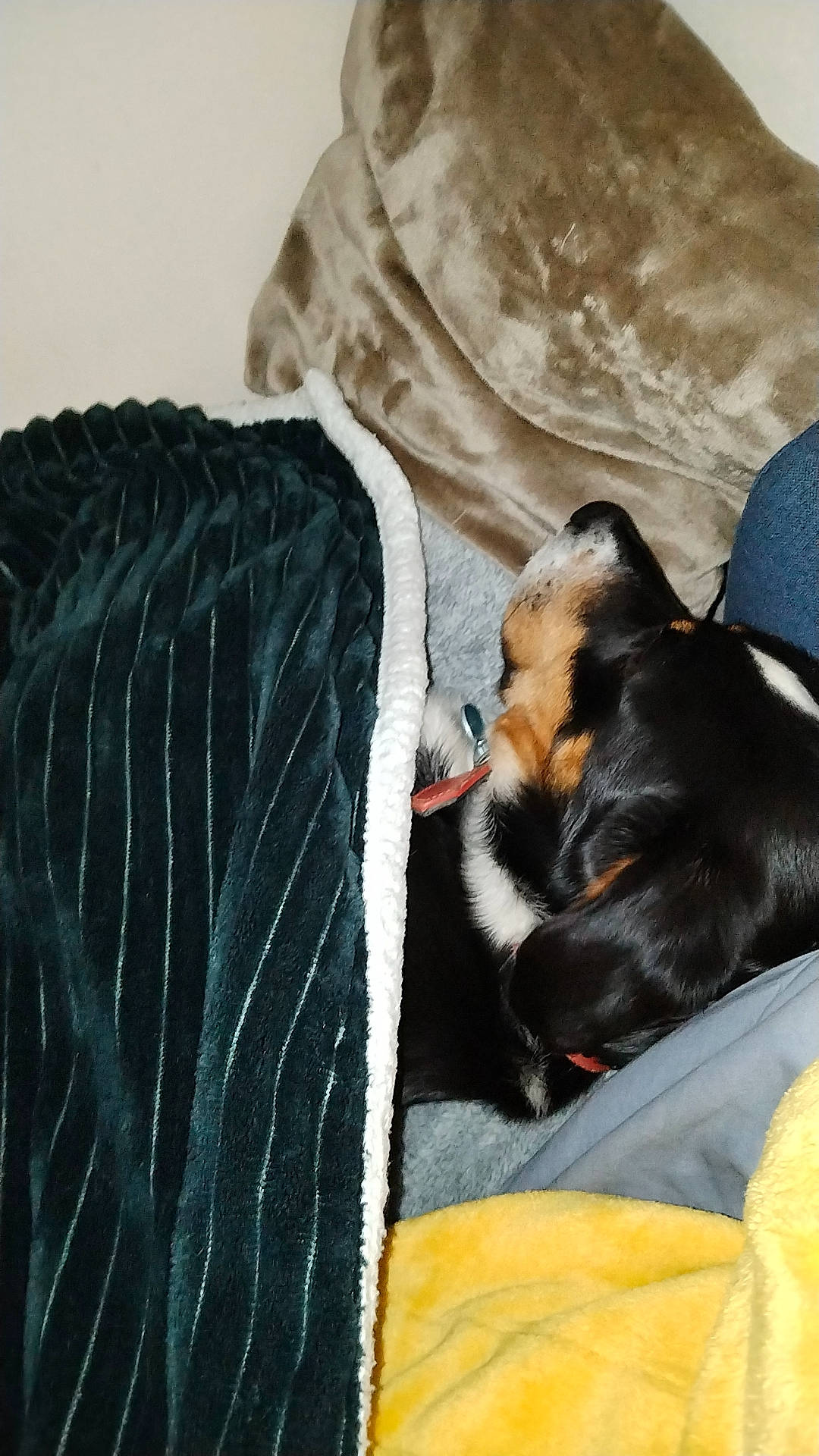 Canaille participe au concours pour gagner de l'argent avec cette photo : blanket, canidae, carnivore, comfort, companion_dog, couch, dog, dog_breed, fawn, felidae, fur, guard_dog, linens, nap, puppy, sleep, sporting_group, tail, toy_dog, whiskers