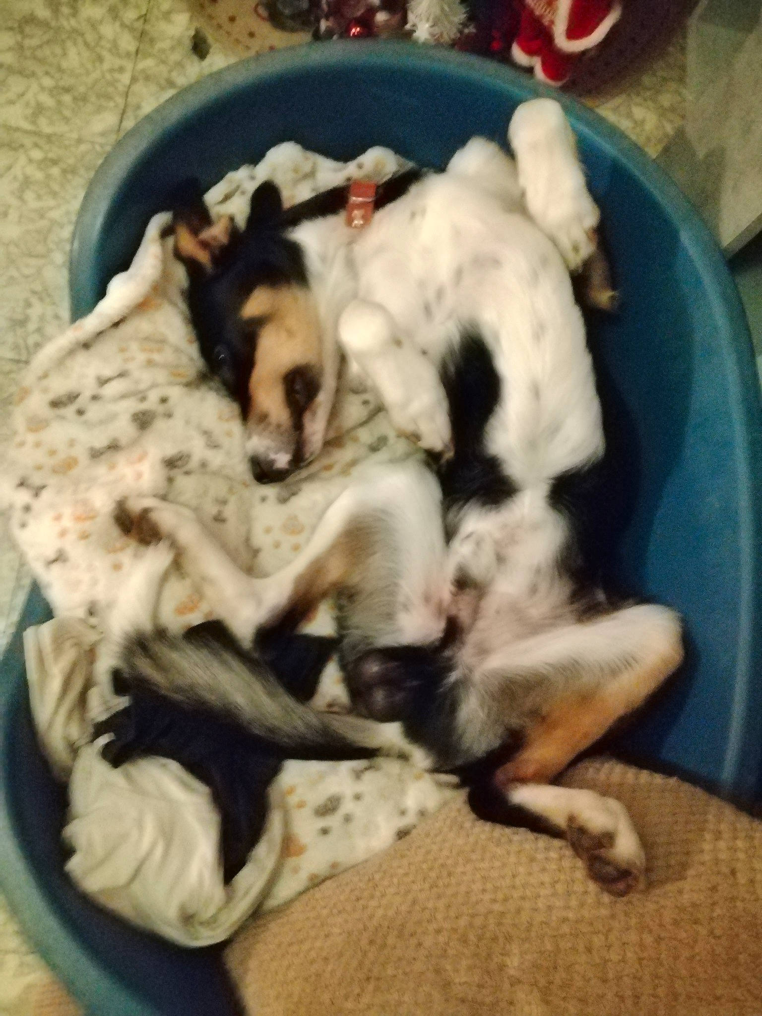 Canaille a rejoint le concours — aidez-le/la à gagner de superbes lots ! canidae, carnivore, cloud, comfort, companion_dog, dog, dog_bed, dog_breed, dog_supply, fawn, felidae, fur, linens, nap, paw, puppy_love, snout, sporting_group, toy_dog, working_animal