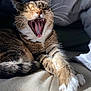 cat, tabby, yawning, mouth_open, whiskers, fur, paw, claws, sleepy, sunlight, indoor, cushion, beige, relaxed, pet, animal, closeup, feline, cozy, soft