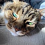cat, tabby, close_up, green_eyes, whiskers, fur, pet, sleepy, sunlight, cozy, texture, animal, mammal, domestic, relaxed, face, portrait, cute, soft_light, resting