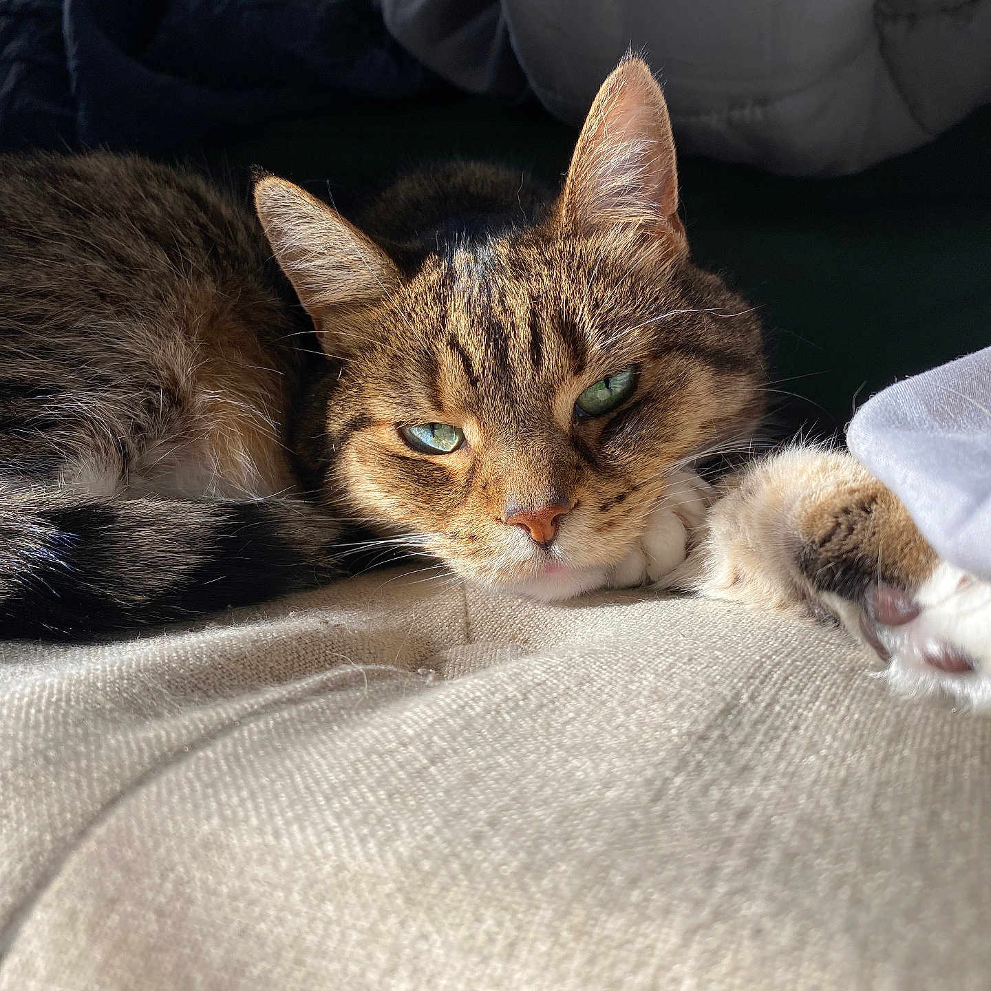 Kimmy is registered to the contest to win money with this photo: animal, cat, closeup, cozy, cute, fabric, feline, fur, green_eyes, indoor, paw, pet, relaxed, resting, sleepy, soft, sunlight, tabby, texture, whiskers