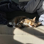 Kimmy joined the competition — help win amazing prizes! cat, tabby, sunlight, couch, indoor, resting, sleepy, cozy, feline, pet, fur, whiskers, blanket, relaxation, home, domestic, comfort, shadow, daylight, striped