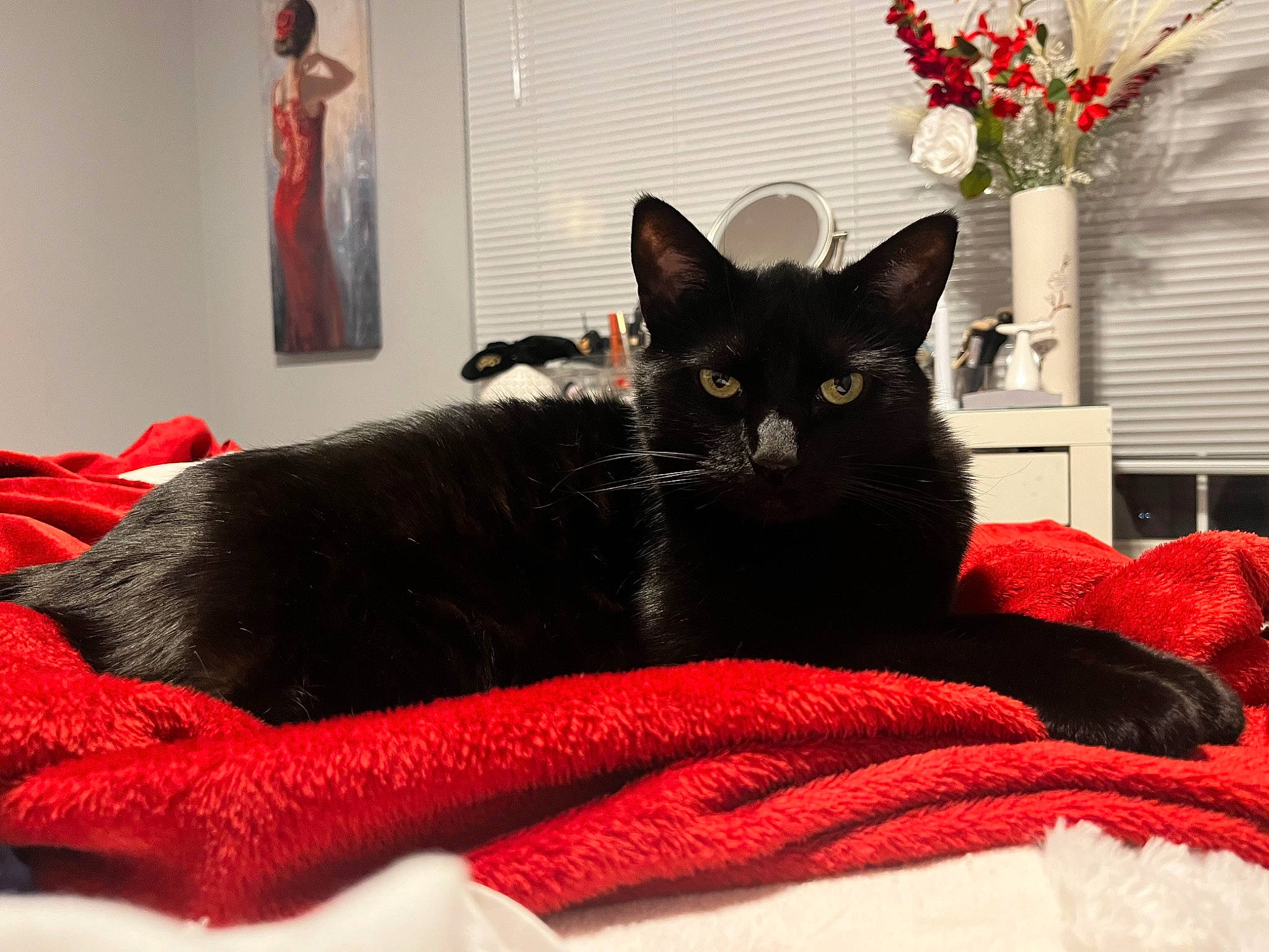 Binx joined the competition — help win amazing prizes! bed, black_cat, bombay, carnivore, cat, comfort, felidae, flowerpot, fur, grey, houseplant, linens, mammal, picture_frame, plant, red, small_to_medium_sized_cats, tail, whiskers, window