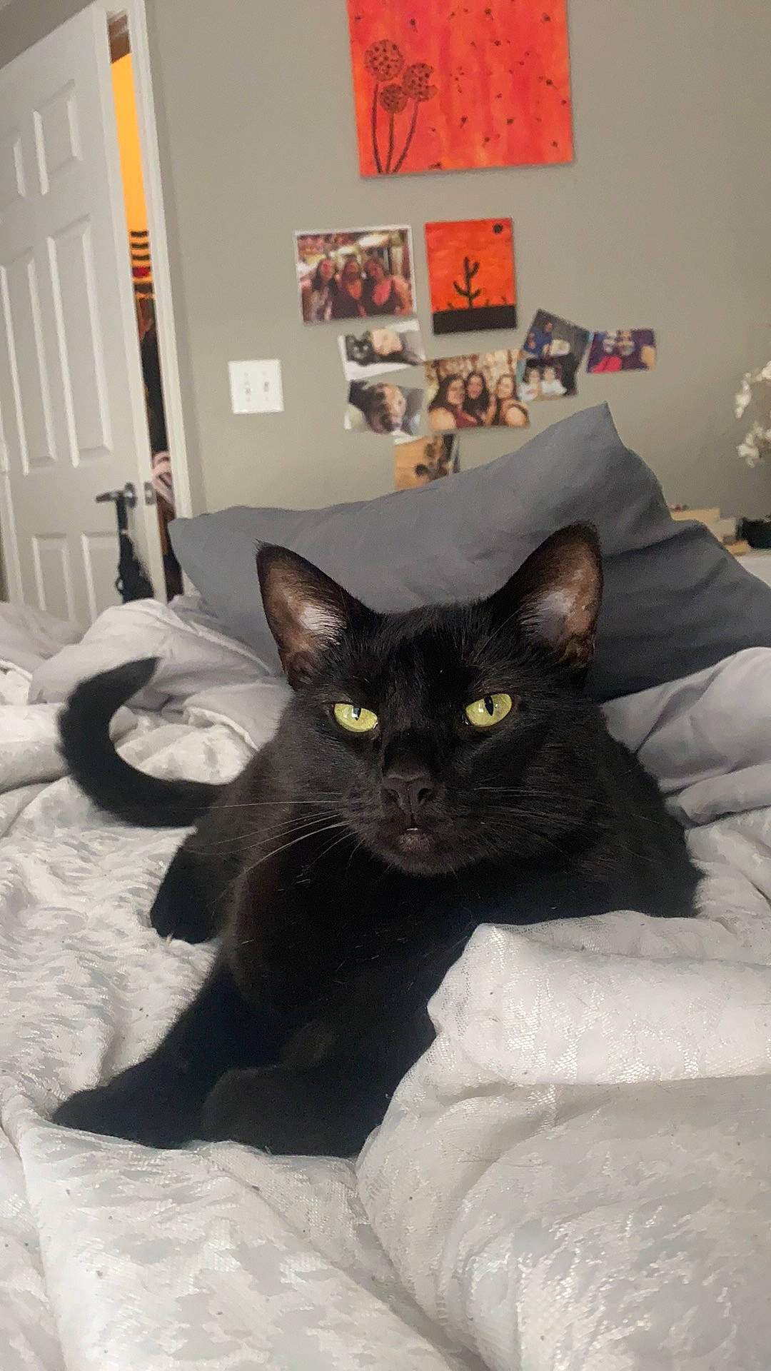 Binx joined the competition — help win amazing prizes! art, black_cat, bombay, carnivore, cat, comfort, domestic_short_haired_cat, door, felidae, fur, grey, picture_frame, room, small_to_medium_sized_cats, snout, tail, whiskers