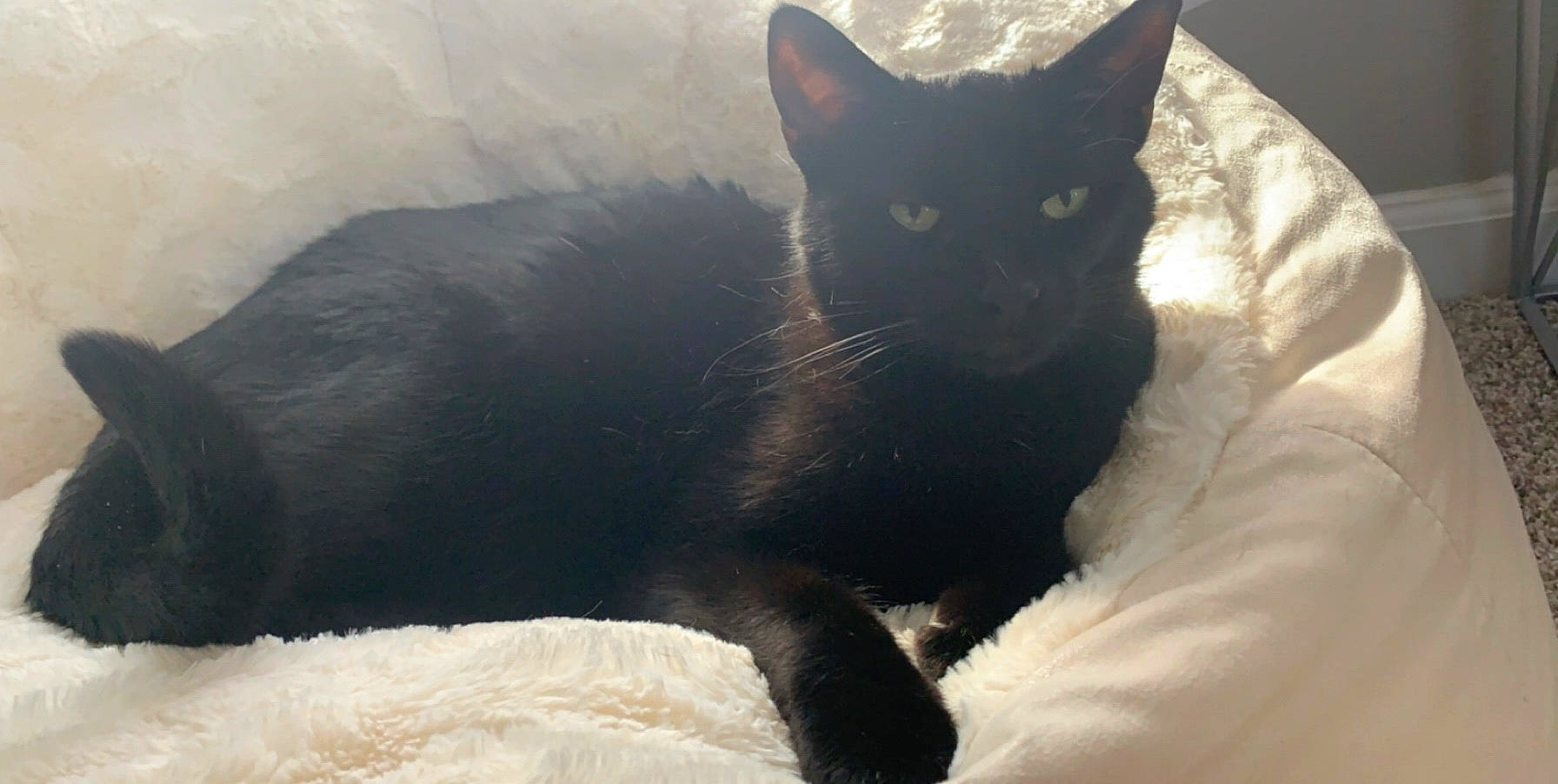Binx is registered to the contest to win money with this photo: black_cat, carnivore, cat, comfort, domestic_short_haired_cat, eye, felidae, fur, grey, small_to_medium_sized_cats, snout, tail, terrestrial_animal, whiskers, window