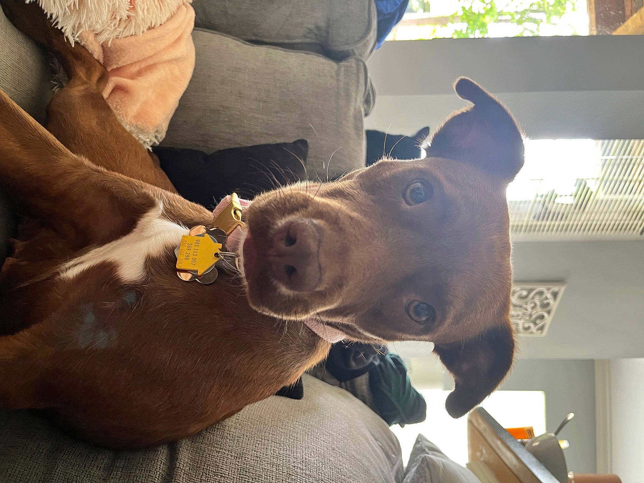 Maggie joined the competition — help win amazing prizes! art, canidae, carnivore, collar, companion_dog, couch, dog, dog_breed, dog_collar, ear, fawn, guard_dog, jaw, liver, metal, sculpture, snout, sporting_group, whiskers, working_animal