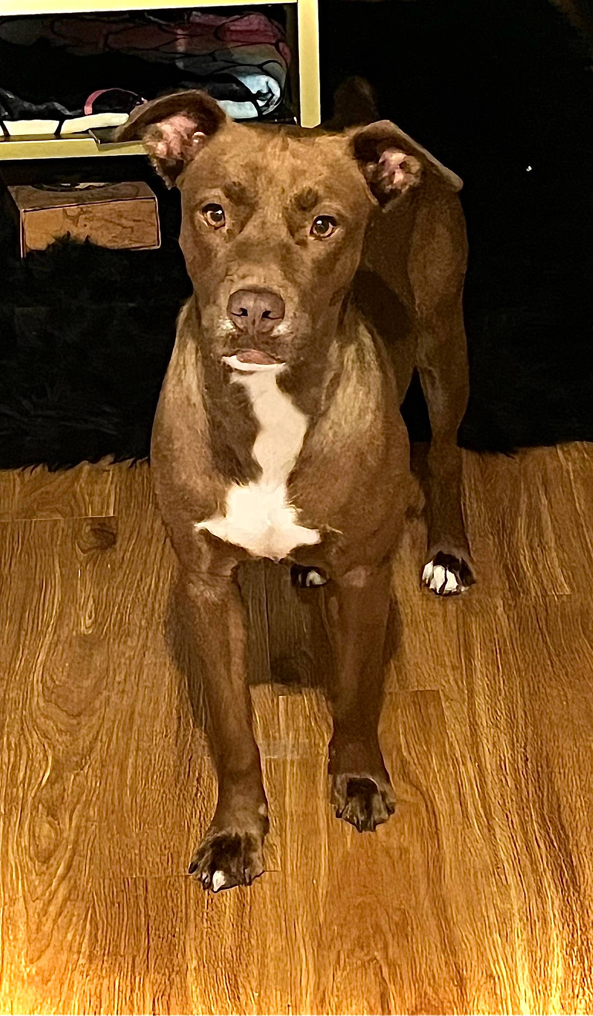 Maggie is registered to the contest to win money with this photo: ancient_dog_breeds, art, canidae, carnivore, collar, companion_dog, dog, dog_breed, dog_collar, fawn, liver, non_sporting_group, snout, sporting_group, tail, terrestrial_animal, whiskers, wood, working_animal, working_dog