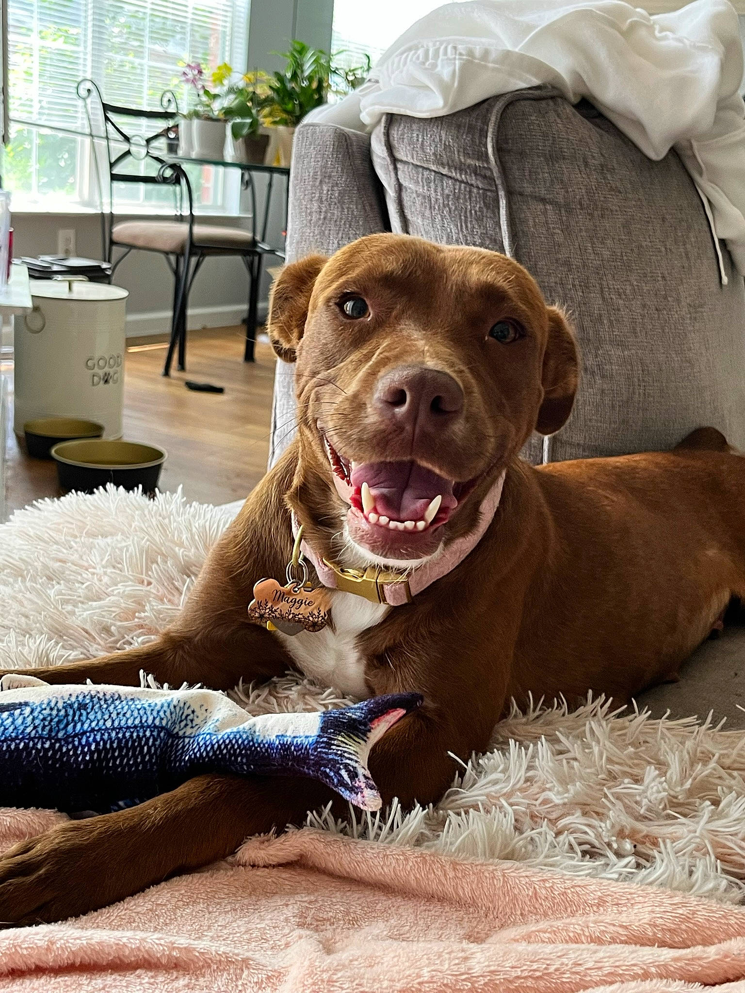 Maggie joined the competition — help win amazing prizes! carnivore, chair, collar, companion_dog, dog, dog_breed, dog_collar, dog_supply, fawn, fur, houseplant, leash, liver, pet_supply, plant, snout, sporting_group, whiskers, window, working_animal