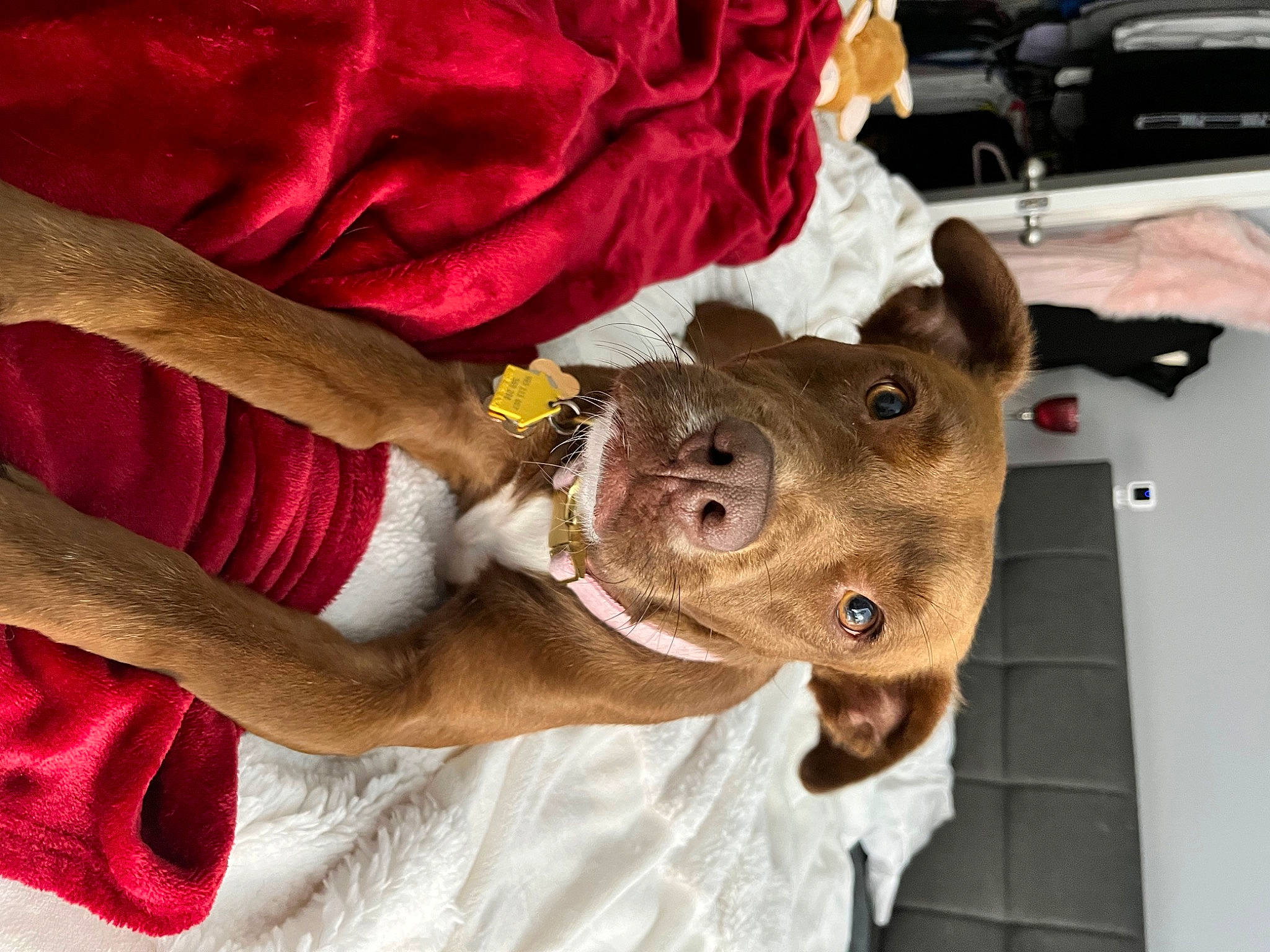 Maggie is registered to the contest to win money with this photo: canidae, carnivore, collar, companion_dog, dog, dog_breed, dog_collar, dog_supply, ear, fawn, fur, guard_dog, leash, liver, magenta, snout, sporting_group, whiskers, working_animal, wrinkle