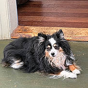 Heidi Queen is registered to the contest to win money with this photo: animal, black_and_white, brown_markings, canine, dog, doorway, fluffy, fur, home, long_hair, looking_at_camera, lying_down, outdoor, pet, porch, portrait, relaxed, tri_color, white_paws, wooden_floor