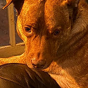 King joined the competition — help win amazing prizes! animal, brown_dog, canine, close_up, dog, expressive_face, floppy_ears, fur, home, indoors, leather_couch, lying_down, paws, pet, portrait, side_eye, sitting, smartphone_screenshot, warm_lighting, window