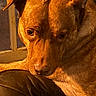 animal, brown_dog, canine, close_up, dog, expressive_face, floppy_ears, fur, home, indoors, leather_couch, lying_down, paws, pet, portrait, side_eye, sitting, smartphone_screenshot, warm_lighting, window