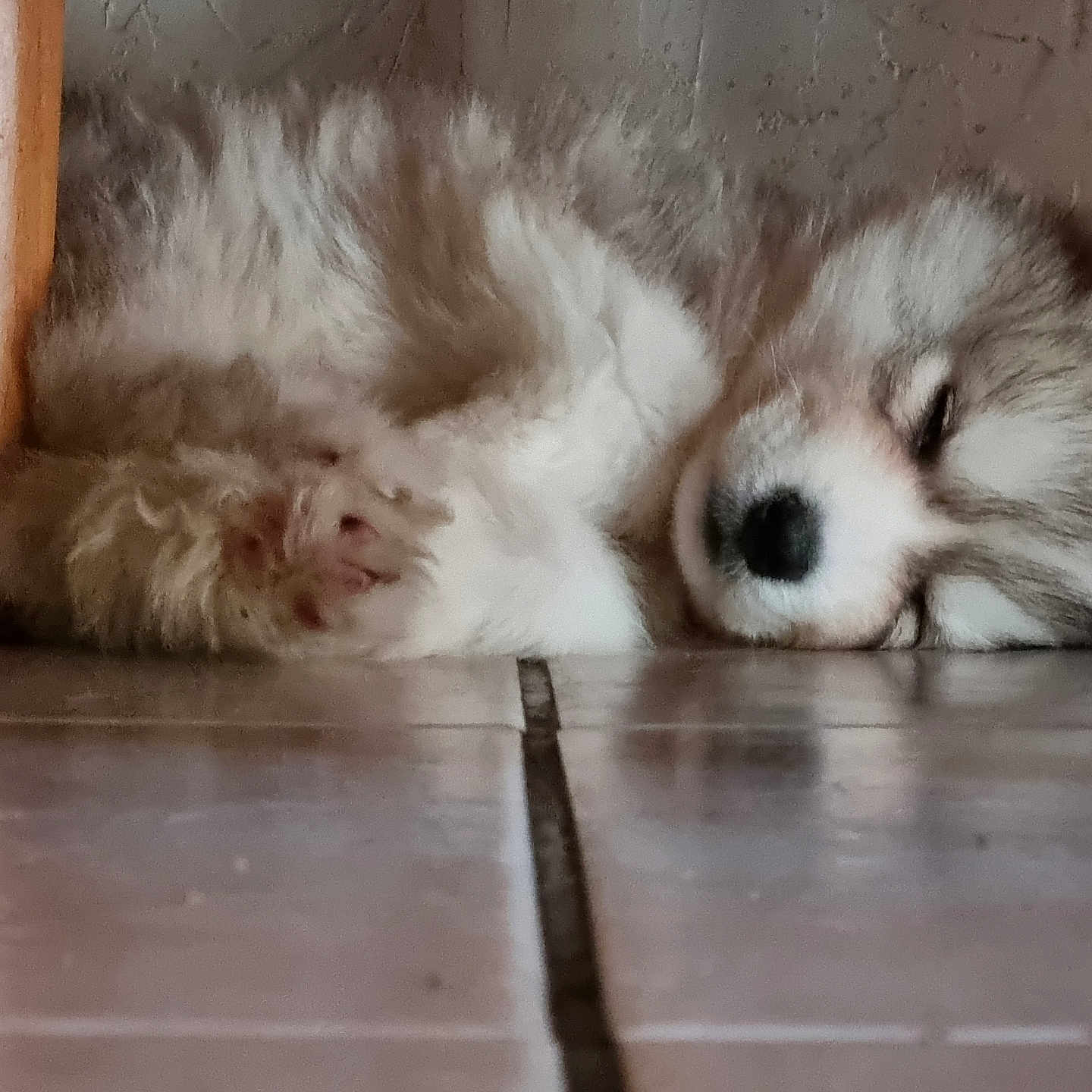 Athéna participe au concours pour gagner de l'argent avec cette photo : animal, canine, cat, cockerspaniel, dog, eskimodog, fox, hardwood, husky, indoors, interiordesign, kitten, person, pet, poodle, puppy, sleeping, terrier, whitedog, wood
