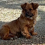 Pompom is registered to the contest to win money with this photo: animal, brown, canine, collar, daylight, dog, fence, fluffy, fur, gravel, nature, outdoor, park, pet, quiet, relaxed, shadow, sitting, sunlight, watching