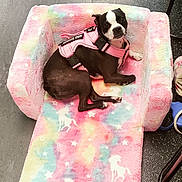 Lola joined the competition — help win amazing prizes! dog, boston_terrier, puppy, pet, animal, black_and_white, pink_harness, dog_bed, blanket, pastel, unicorn_pattern, indoor, floor, seated, lying_down, portrait, cute, small_dog, fashionable, relaxed