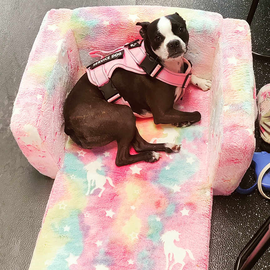 Lola joined the competition — help win amazing prizes! dog, boston_terrier, puppy, pet, animal, black_and_white, pink_harness, dog_bed, blanket, pastel, unicorn_pattern, indoor, floor, seated, lying_down, portrait, cute, small_dog, fashionable, relaxed