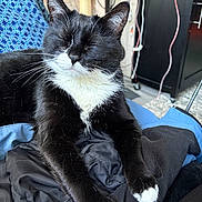 Luna is registered to the contest to win money with this photo: black_and_white, cat, closeup, clothing, comfort, cozy, fur, furniture, household, indoor, pattern, paws, pet, relaxed, resting, scratching_post, stretching, textile, tuxedo_cat, whiskers