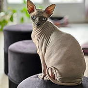 Sïam a rejoint le concours — aidez-le/la à gagner de superbes lots ! sphynx_cat, cat, pet, indoor, blue_eyes, wrinkled_skin, tail, ottoman, furniture, window, natural_light, animal, feline, hairless, curled_tail, seated, looking_back, close_up, domestic_cat, cozy