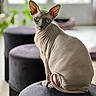 sphynx_cat, cat, pet, indoor, blue_eyes, wrinkled_skin, tail, ottoman, furniture, window, natural_light, animal, feline, hairless, curled_tail, seated, looking_back, close_up, domestic_cat, cozy