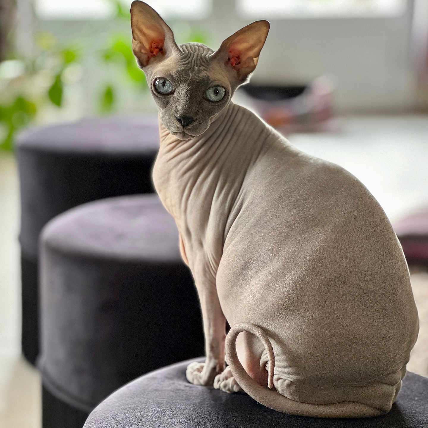 Sïam a rejoint le concours — aidez-le/la à gagner de superbes lots ! sphynx_cat, cat, pet, indoor, blue_eyes, wrinkled_skin, tail, ottoman, furniture, window, natural_light, animal, feline, hairless, curled_tail, seated, looking_back, close_up, domestic_cat, cozy