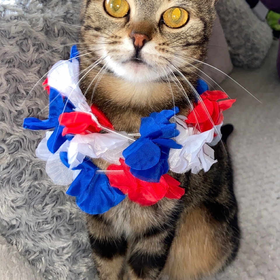 Cacahouette