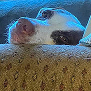 Pree is registered to the contest to win money with this photo: dog, resting, couch, close_up, patterned_fabric, pet_hair, relaxed, indoor, animal, snout, whiskers, brown_and_white, fur, soft_light, texture, home, comfort, sleepy, portrait, companion