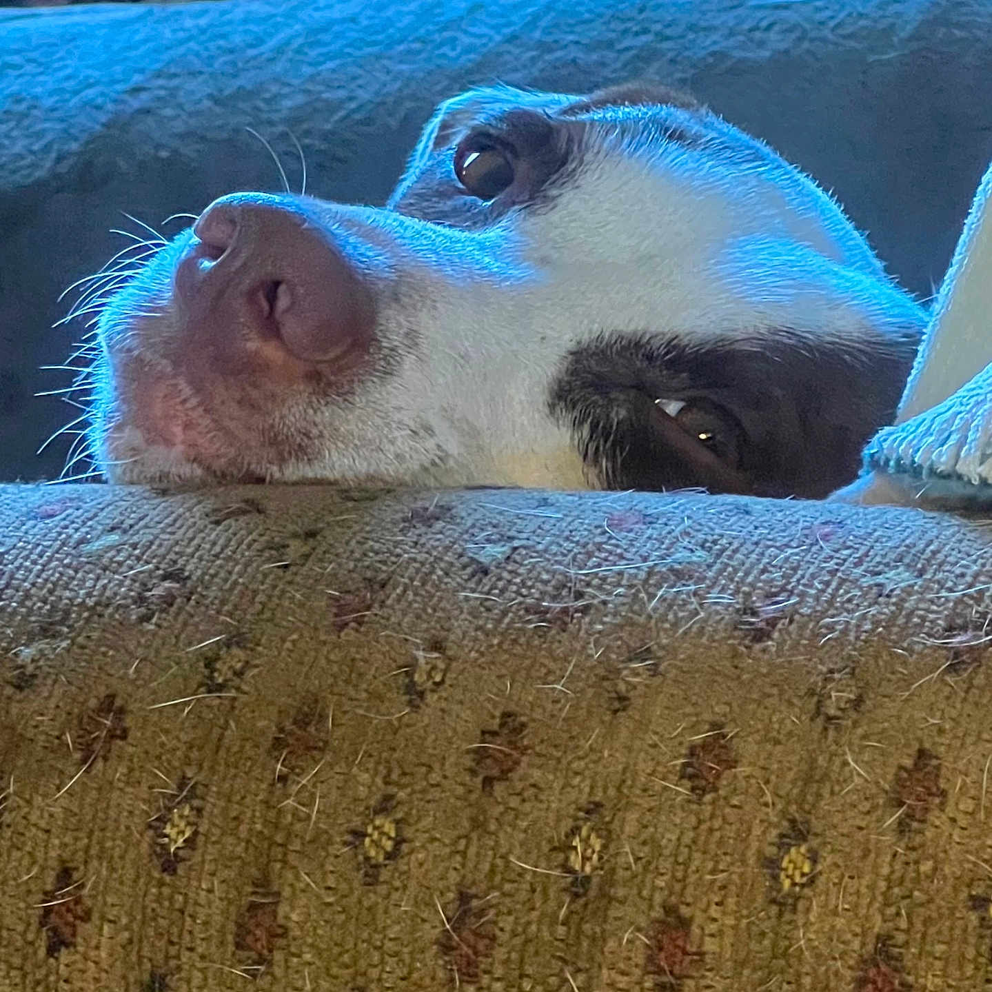 Pree is registered to the contest to win money with this photo: animal, brown_and_white, close_up, comfort, companion, couch, dog, fur, home, indoor, patterned_fabric, pet_hair, portrait, relaxed, resting, sleepy, snout, soft_light, texture, whiskers