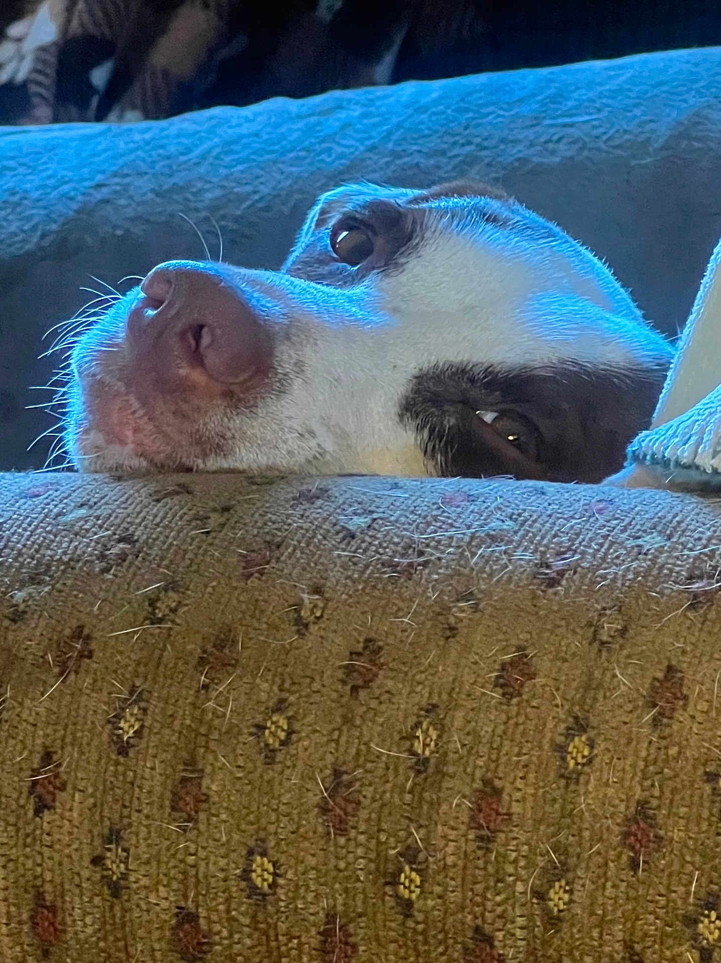 Pree is registered to the contest to win money with this photo: dog, resting, couch, close_up, patterned_fabric, pet_hair, relaxed, indoor, animal, snout, whiskers, brown_and_white, fur, soft_light, texture, home, comfort, sleepy, portrait, companion