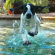 Dot joined the competition — help win amazing prizes! animal, backyard, canine, dog, ear_flap, excited, greenery, happy, jumping, motion, outdoor, pet, plants, playful, pool, splash, summer, sunlight, water, wet