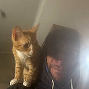 Slater is registered to the contest to win money with this photo: cat, kitten, person, hoodie, indoor, shoulder, pet, orange_cat, feline, casual, portrait, smile, cozy, curious, young_cat, domestic_animal, blurred, light, human, companion