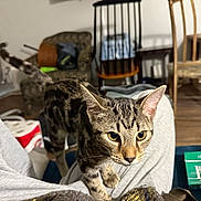Willow is registered to the contest to win money with this photo: tabby_cat, cat, pet, animal, indoor, person_lap, furniture, chair, table, packaging, toilet_paper, cigarette_pack, wooden_floor, cozy_room, curious, striped_fur, ears, whiskers, looking, domestic