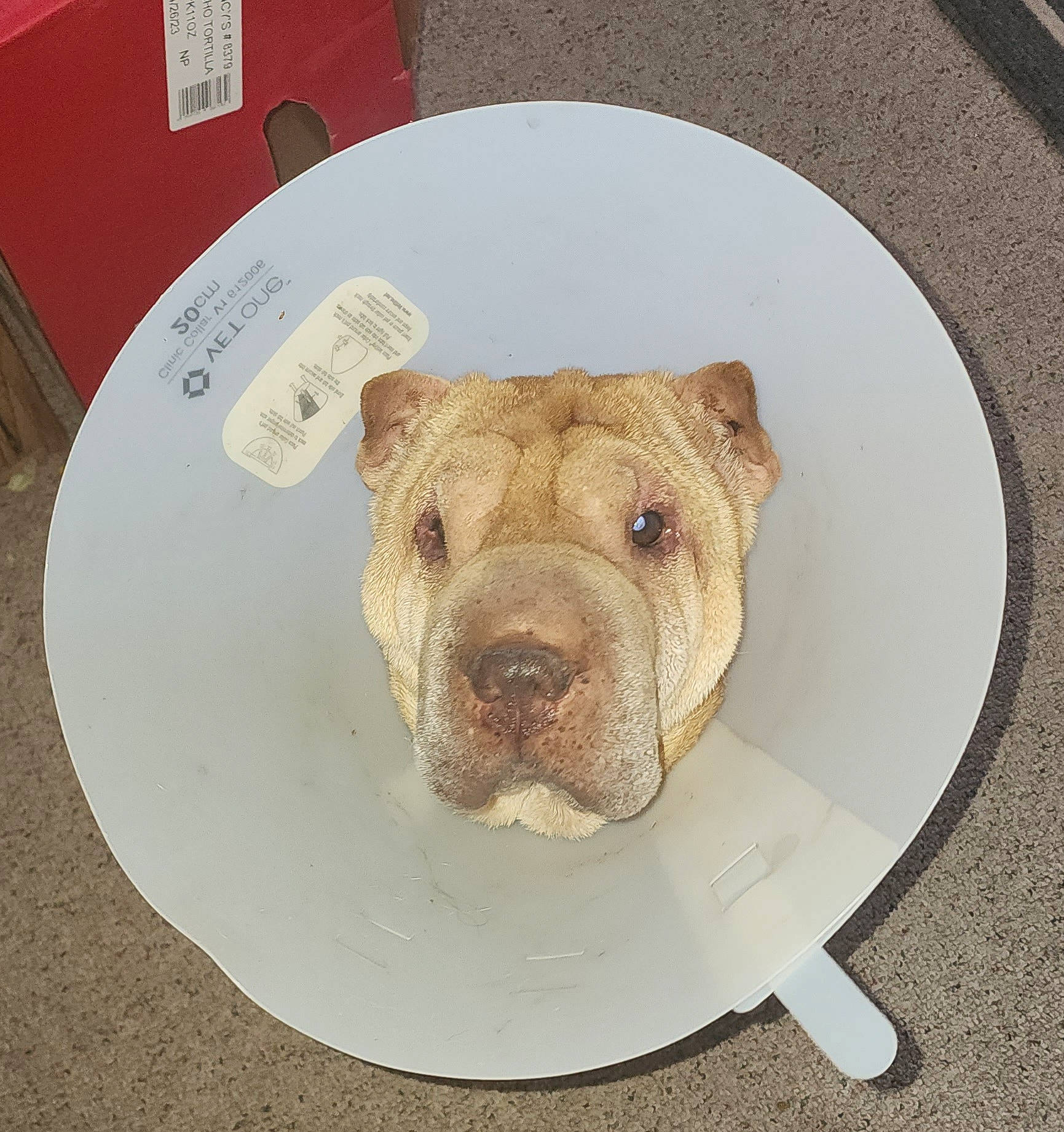 Princess is registered to the contest to win money with this photo: art, canidae, carnivore, companion_dog, dishware, dog, dog_breed, fawn, flooring, ingredient, rectangle, sculpture, serveware, snout, sporting_group, suidae, table, tableware, wood, working_animal