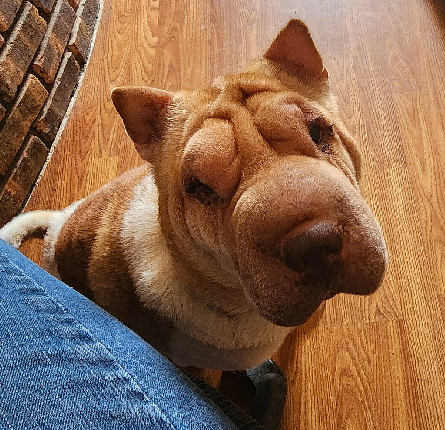 Princess is registered to the contest to win money with this photo: art, artifact, carnivore, carving, companion_dog, dog, dog_breed, fawn, felidae, liver, sculpture, snout, sporting_group, statue, suidae, terrestrial_animal, whiskers, wood, working_animal, wrinkle