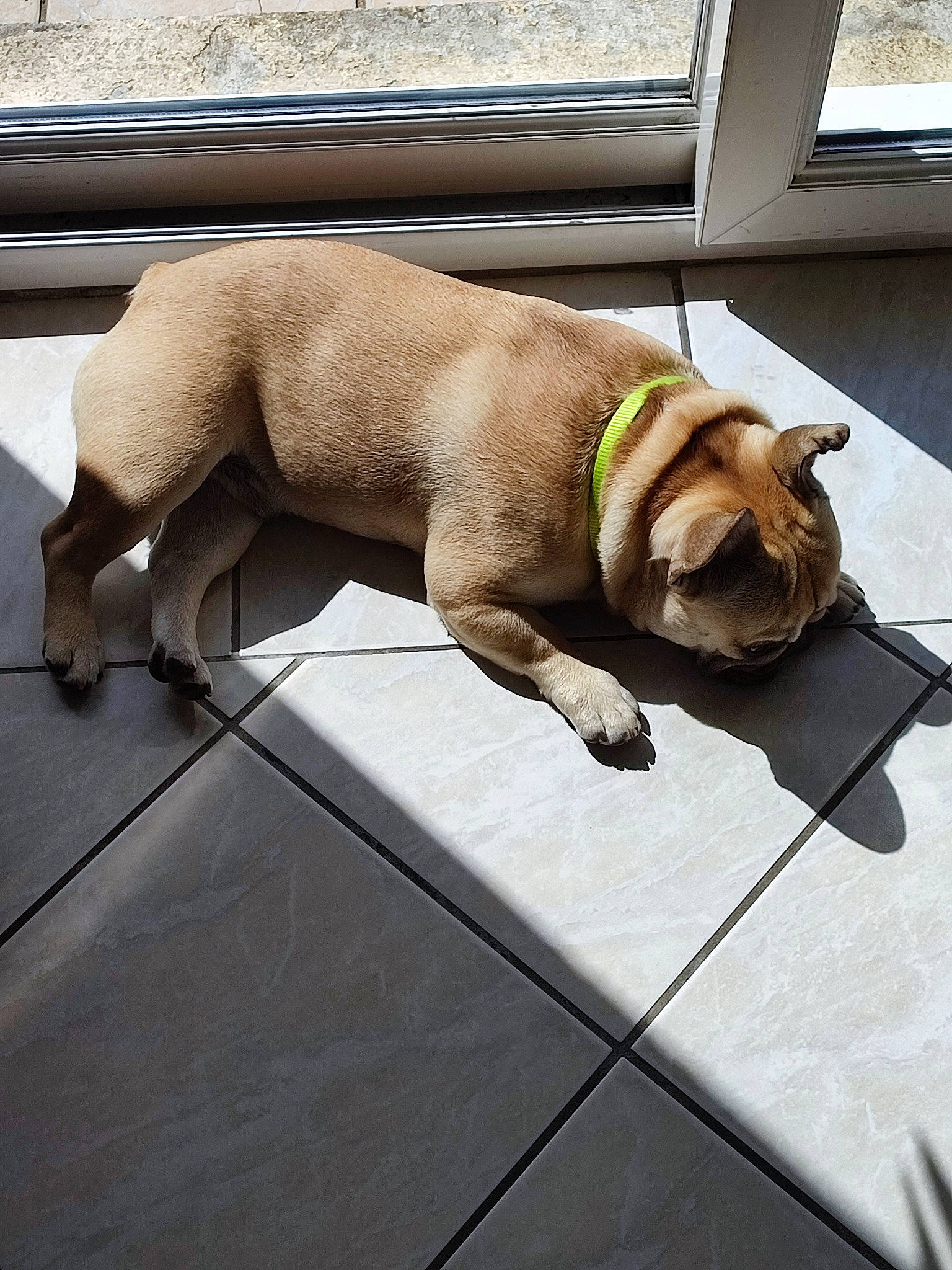 Georges a rejoint le concours — aidez-le/la à gagner de superbes lots ! bulldog, canidae, carnivore, collar, comfort, companion_dog, dog, dog_breed, dog_collar, dog_supply, fawn, leash, liver, pet_supply, snout, sporting_group, tail, terrestrial_animal, window, working_animal