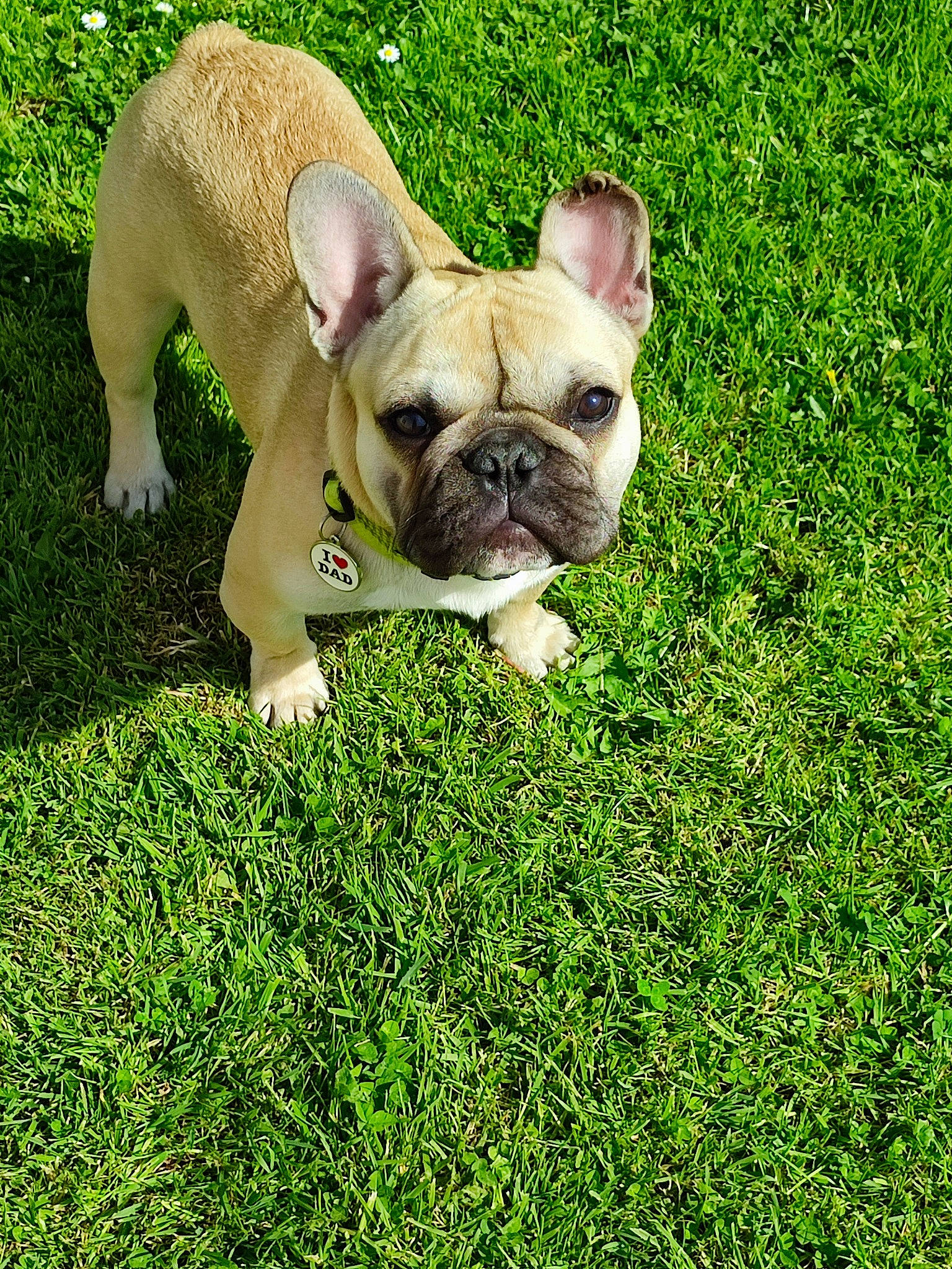 Georges a rejoint le concours — aidez-le/la à gagner de superbes lots ! bulldog, canidae, carnivore, companion_dog, dog, dog_breed, fawn, grass, groundcover, lawn, molosser, non_sporting_group, plant, snout, sporting_group, terrestrial_animal, toy_dog, whiskers, working_animal, wrinkle