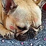 dog, french_bulldog, sleeping, face, ears, paw, blanket, knitted, pattern, red_couch, closeup, pet, cute, resting, indoor, fur, animal, canine, adorable, relaxed