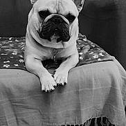 Georges participe au concours pour gagner de l'argent avec cette photo : dog, french_bulldog, pet, indoor, blanket, chair, couch, tile_floor, resting, animal, canine, portrait, furniture, black_and_white, paw, cute, domestic_animal, companion, relaxed, home