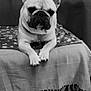 dog, french_bulldog, pet, indoor, blanket, chair, couch, tile_floor, resting, animal, canine, portrait, furniture, black_and_white, paw, cute, domestic_animal, companion, relaxed, home