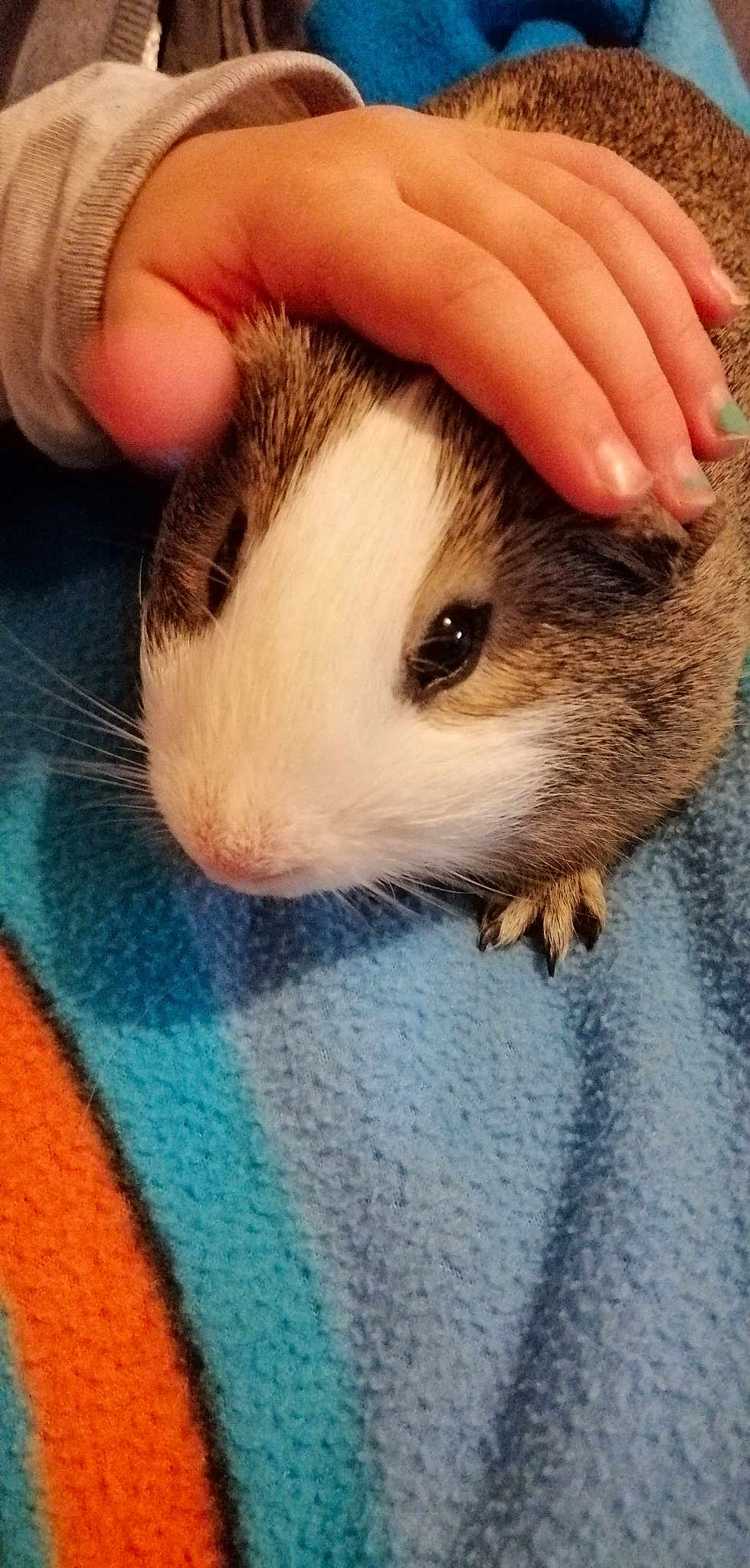 Chouquette