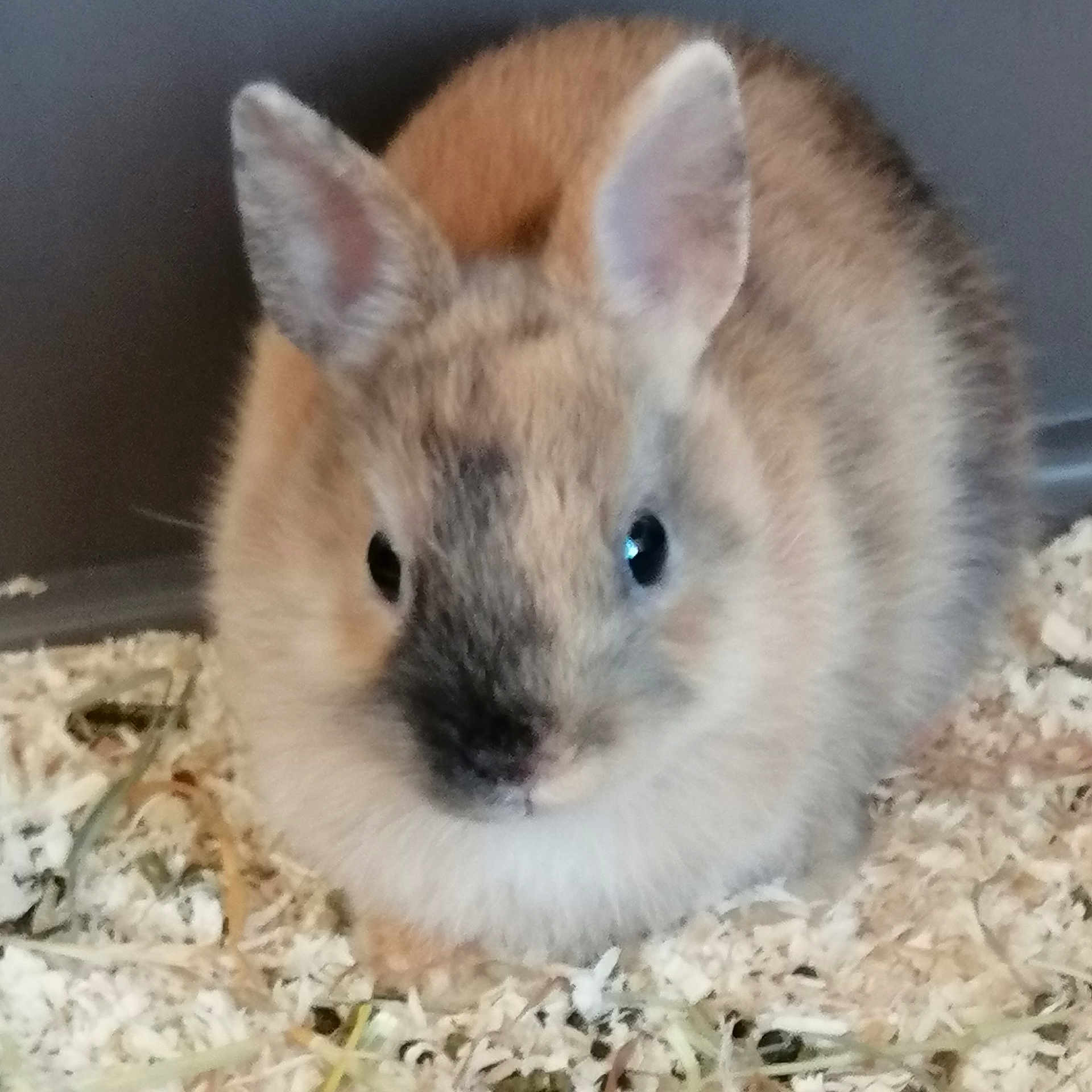Poukie