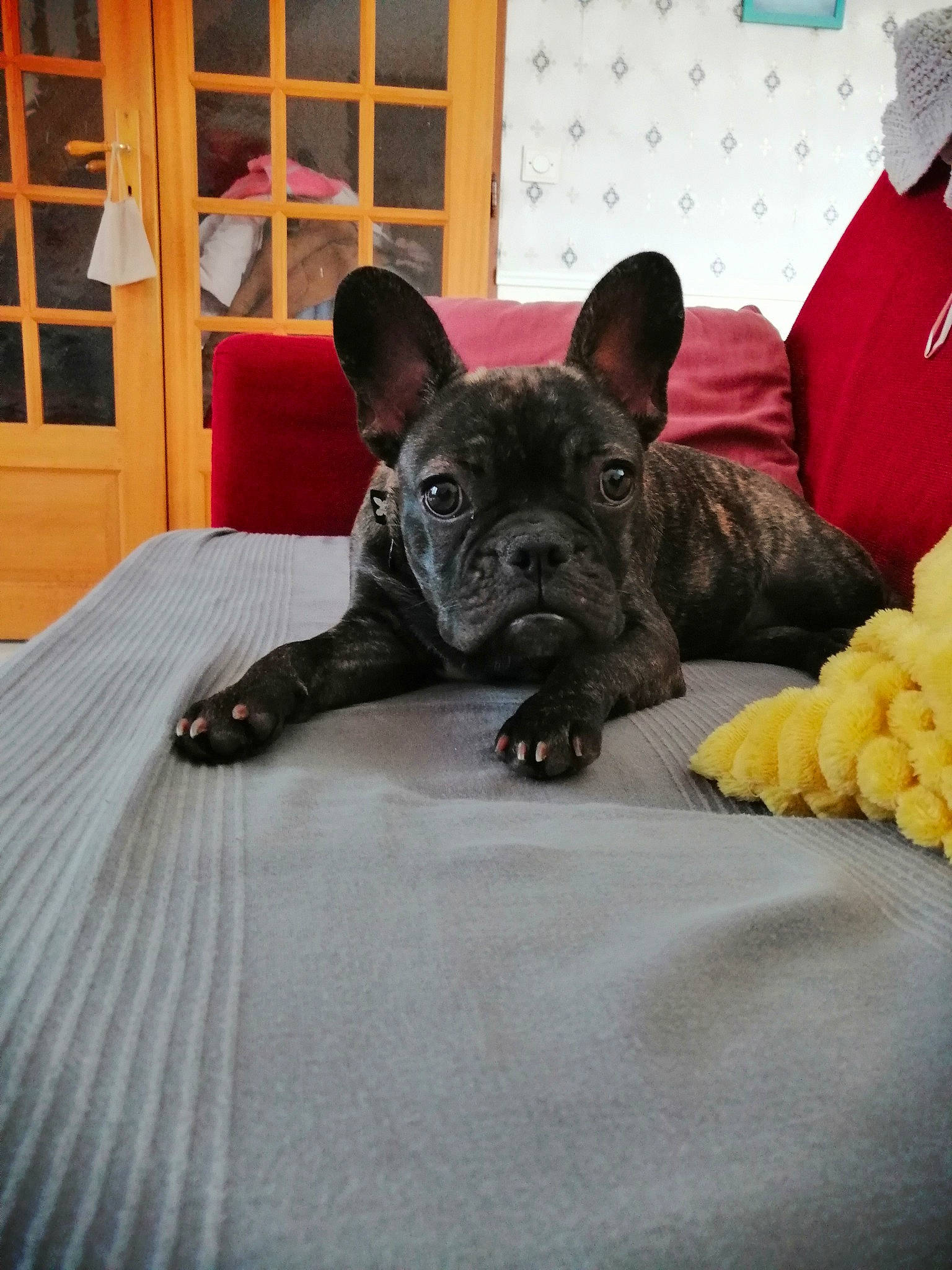 Poppy a rejoint le concours — aidez-le/la à gagner de superbes lots ! canidae, carnivore, comfort, companion_dog, dog, dog_breed, door, fawn, felidae, french_bulldog, grey, linens, room, snout, sporting_group, toy_dog, whiskers, window, working_animal, wrinkle