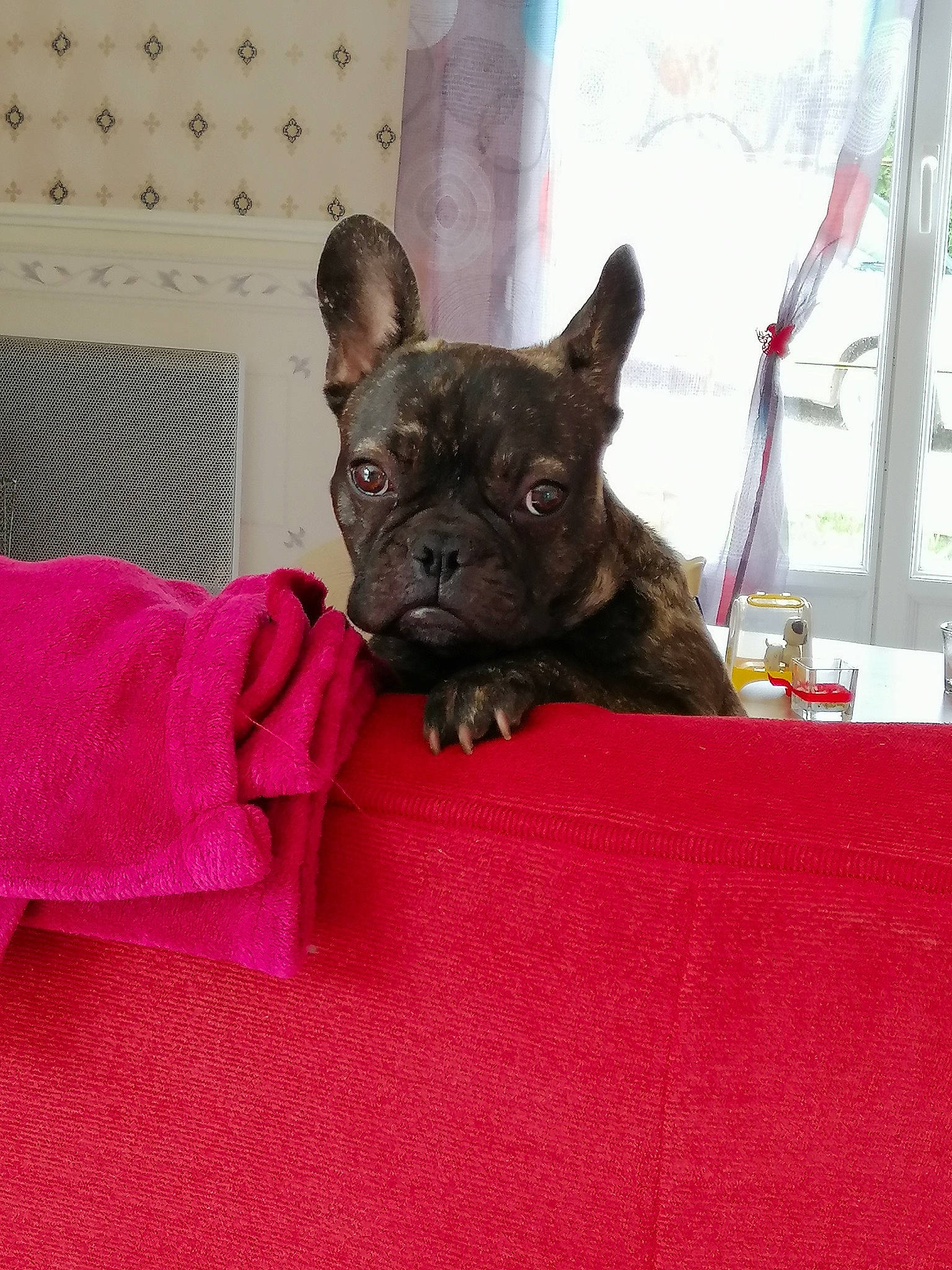 Poppy participe au concours pour gagner de l'argent avec cette photo : canidae, carmine, carnivore, collar, comfort, companion_dog, dog, dog_breed, ear, fawn, felidae, magenta, snout, sporting_group, terrestrial_animal, toy_dog, whiskers, window, working_animal, wrinkle