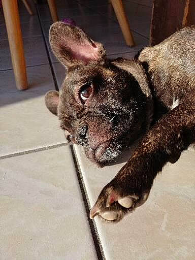 Poppy participe au concours pour gagner de l'argent avec cette photo : carnivore, collar, companion_dog, dog, dog_breed, ear, fawn, fur, liver, non_sporting_group, snout, sporting_group, tail, terrestrial_animal, whiskers, wood, working_animal