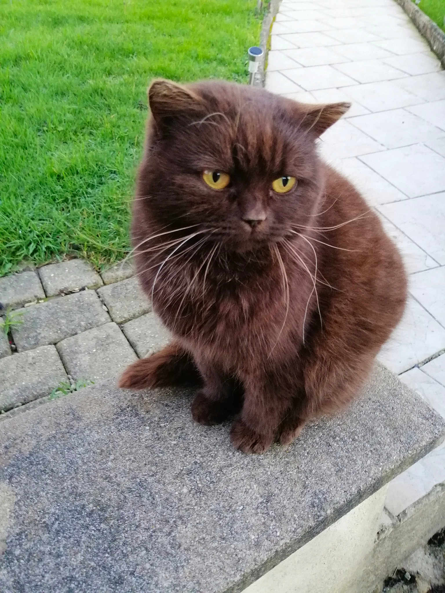 Mya
