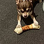 animal, bone, brown, carpet, chew_toy, chihuahua, companion, cute, dog, domestic_animal, focused, indoor, lying_down, mammal, paw, pet, playful, small_dog, toy, white