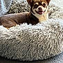animal, brown_dog, canine, carpet, comfort, cozy, cute, dog, ears_up, fluffy, fur, happy, home, indoors, pet_bed, relaxed, resting, small_dog, smiling, window