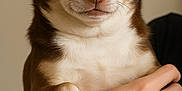 Benji Billions joined the competition — help win amazing prizes! animal, brown_and_white, calm, chihuahua, close_up, cute, dog, domestic_animal, ears, face, fur, holding, human_hand, indoor, looking, nail, paw, pet, portrait, small_dog